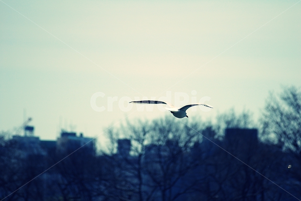 갈매기,seagull,날다,비상,하늘,sky,새,bird,동물,animal,조류,새,birds,감성,sensible,feeling