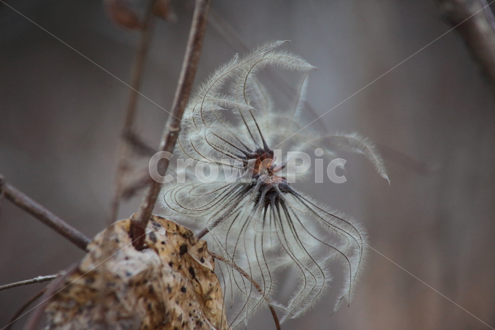 가을,열매,종자,식물,seed,가을,계절,fall,autumn,season,식물,자연,plants,nature,plant