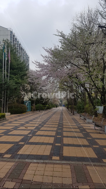 길,아침산책,벚꽃,혼자,천천히,산책,힐링,휴식,쓸쓸,고독,아무도없는,비온뒤,벚꽃나무,갈색길,갈색,뻗은나무,나무