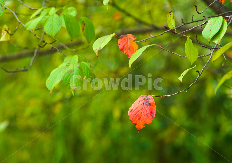 단풍,가을,자연,잎,잎파리,잎새,나무,가을,계절,fall,autumn,season,식물,자연,plants,nature,plant,leaf,veins,정맥