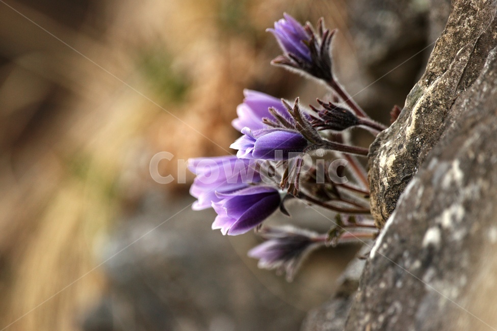 동강할미꽃,강원도,정선,동강,휘귀종,식물,자연,plants,nature,꽃,flower