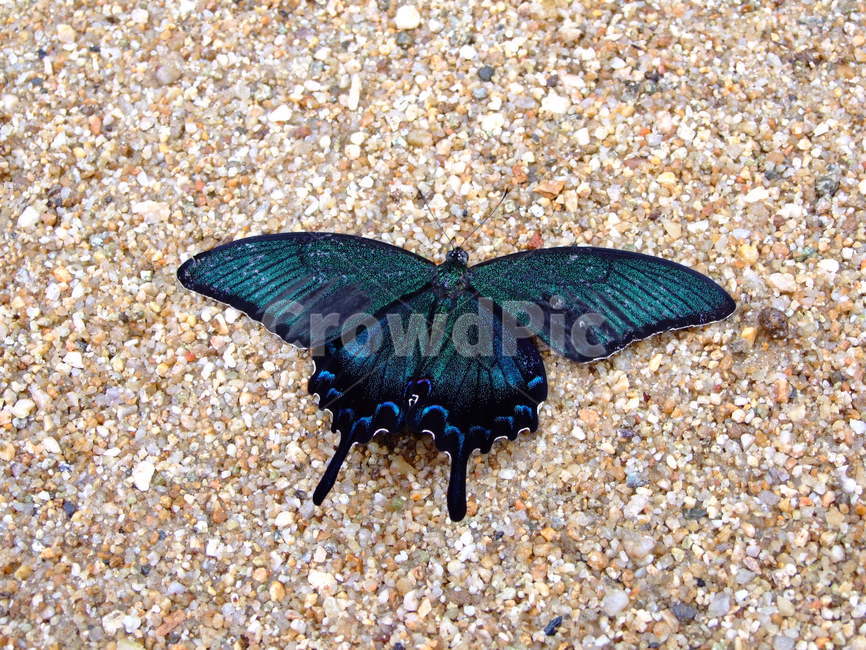 나비,한국의나비,모래,생명,곤충,동물,animal,곤충,벌레,insect,bug