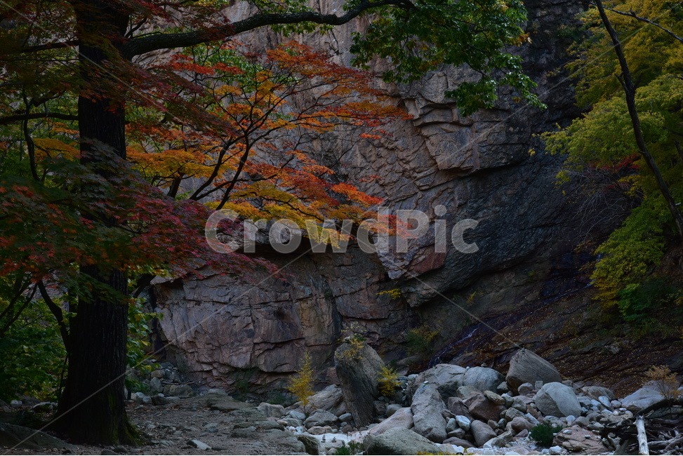 단풍,가을단풍,가을풍경,바위,계곡,산,가을,계절,fall,autumn,season,자연,풍경,nature,landscape,rubble,파편