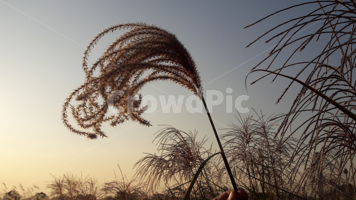 가을,갈대,하늘,붉은,저녁놀,가을,계절,fall,autumn,season,식물,자연,plants,nature,grass,잔디,plant,lawn,reed