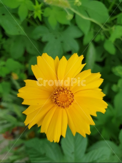 자연,꽃,들,가을,flower,식물,식물,자연,plants,nature,꽃,flower
