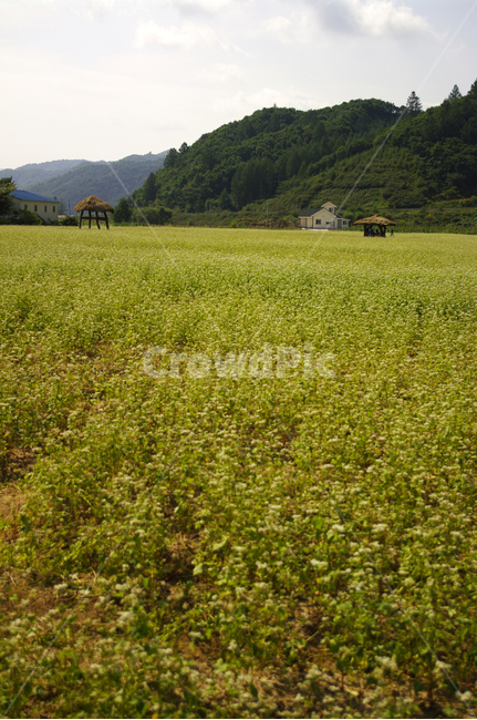 메밀밭,꽃,꽃밭,메밀꽃,flower,자연,풍경,nature,landscape,field,들,grassland,목초지,outdoors,옥외,farm,농장,rural,농촌,meadow