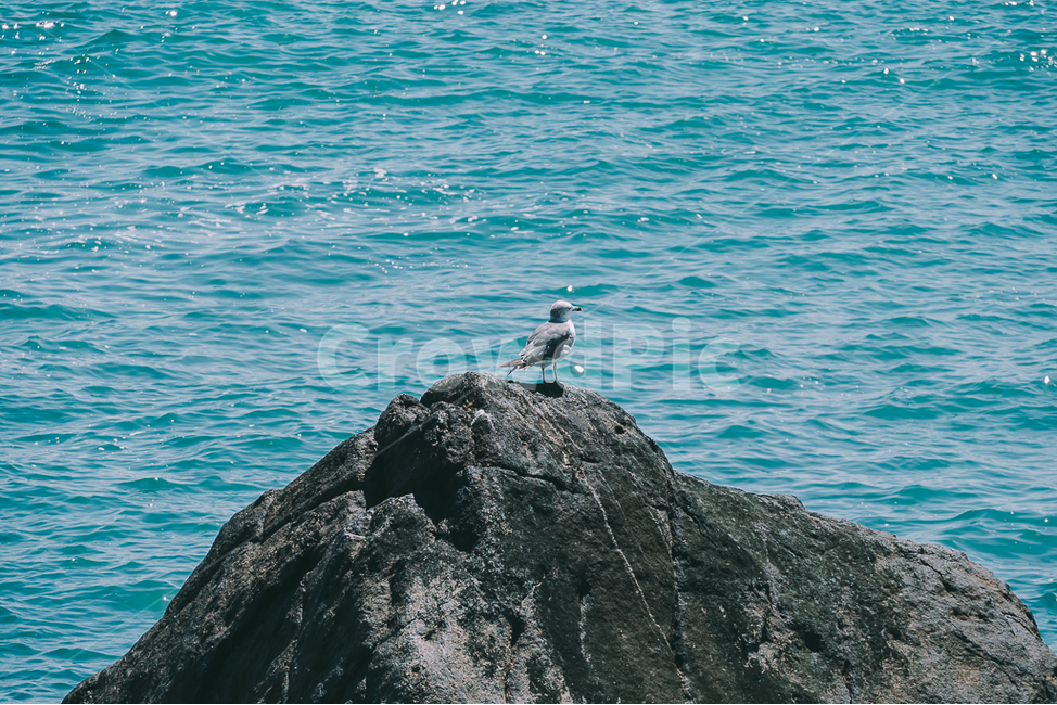 부산,바다,파도,해안,영도,변호인촬영지,갈매기,새,자연,풍경,nature,landscape,동물,animal,조류,새,birds,감성,sensible,feeling,휴식,힐링,rest,relaxation,healing,색깔,색상,색채,색감,color sense,color sensitivity,feeling of color,bird