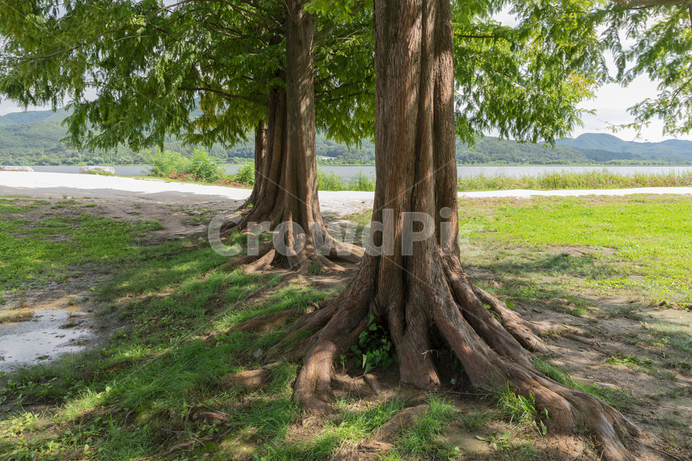 plant,식물,treetrunk,나무줄기,tree,나무,root,뿌리,자연,풍경,nature,landscape,식물,plants,나무,trees,wood,tree trunk,나무 줄기
