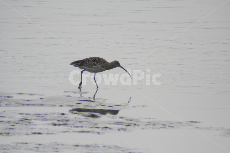 마도요,철새,겨울철새,새,조류,탐조,동물,animal,조류,새,birds
