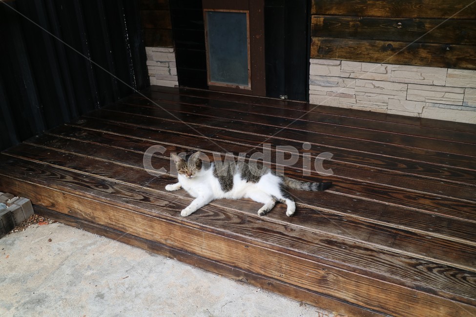 고양이,길고양이,고양이마을,대만고양이,taipei,동물,animal,포유류,mammal,고양이,cat,kitten,kitty