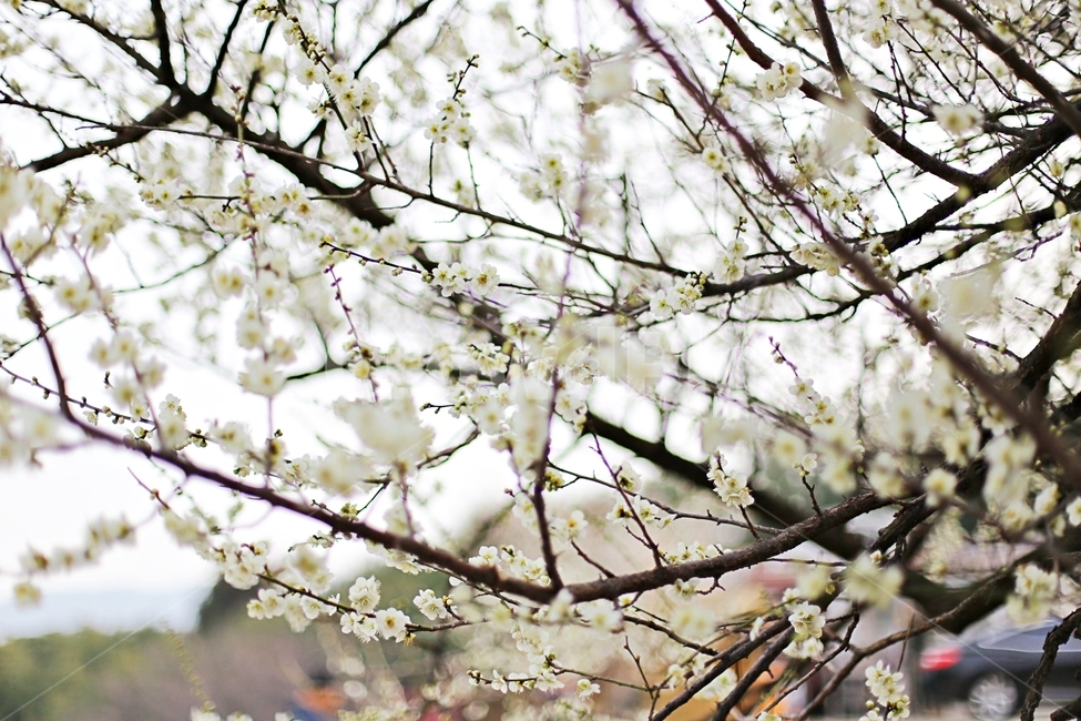 하동,매화,매화마을,매화축제,매화꽃,flower,꽃,hadong,봄,계절,spring,season,식물,자연,plants,nature,꽃,flower,plant