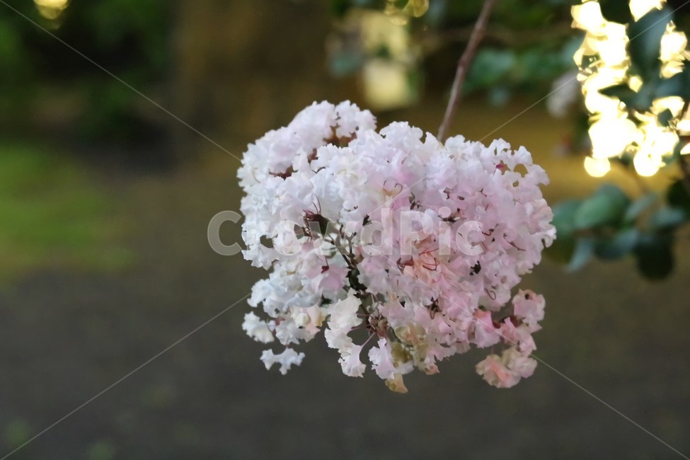 꽃,식물,flower,아웃포커스,아름다움,분홍색,식물,자연,plants,nature,꽃,flower