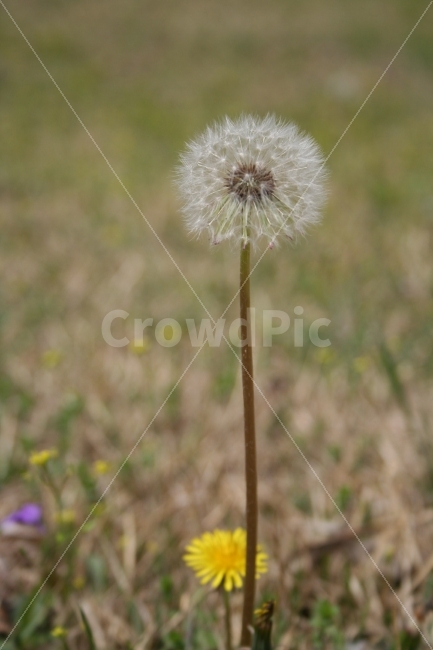 꽃,민들레,자연,풀,봄,식물,자연,plants,nature,꽃,flower