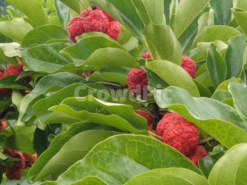 식물,plant,과일,frult,food,식품,구지뽕,잎,leaf,잎사귀,이파리,싱싱한,초록빛