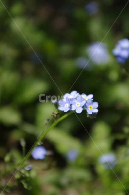 꽃,flower,식물,plant,계절,봄,spring,식물,자연,plants,nature,꽃,flower
