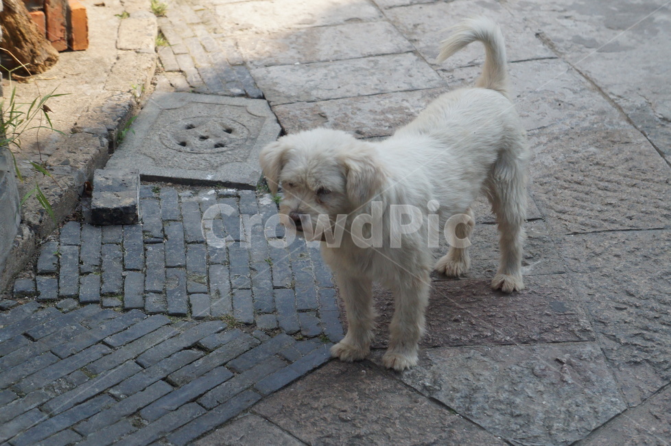 상하이,중국,상해,개,강아지,거리,강,shanghai,china,dog,puppy,동물,animal,포유류,mammal,개,강아지,dog,doggy
