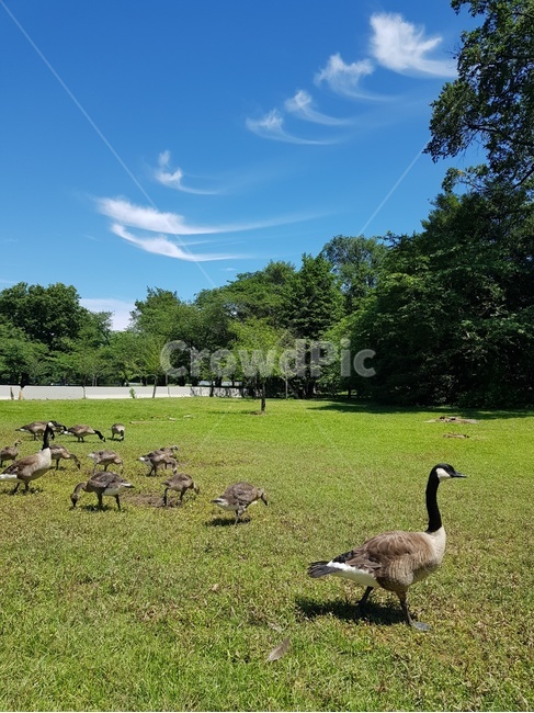 거위,공원,거위가족,캐나다구스,철새,잔디밭,하늘,goose
