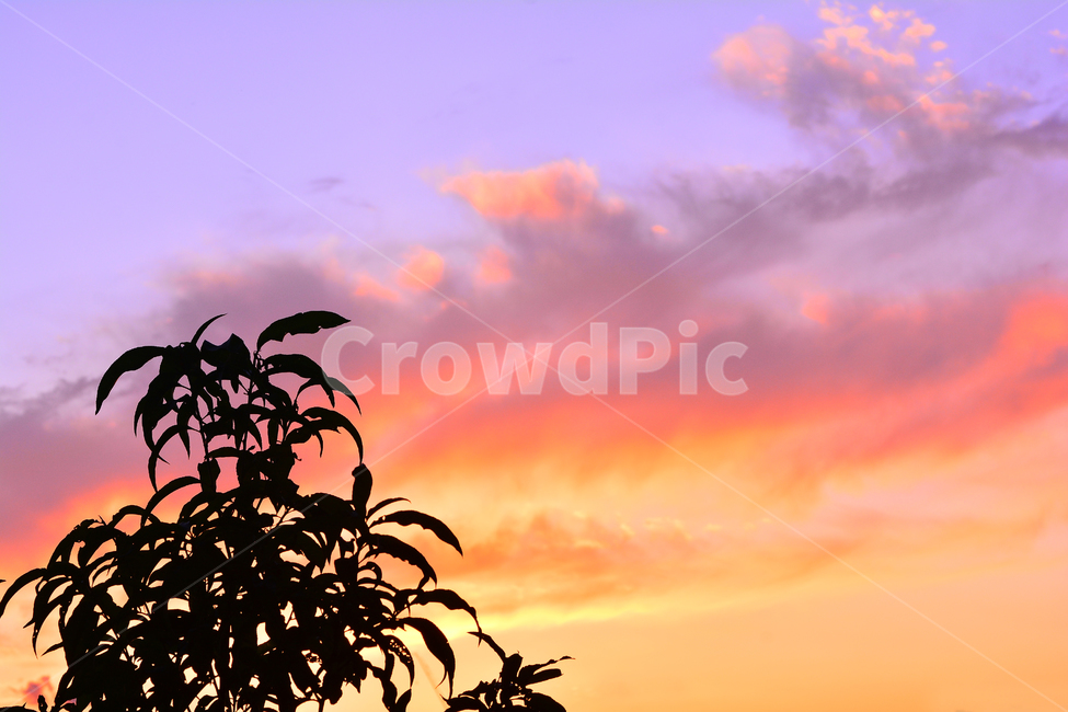 노을,실루엣,석양,해질무렵,일몰,분위기,서정,필,느낌,sky,feeling,emotion,sensible,sunset,orange,오렌지색,노랑색,주황색,옐로우,색감,식물,잎새,나뭇잎,낭만적,드라마틱,자연,풍경,nature,landscape,실루엣,그림자,silhouette,shadow,outdoors,옥외,red sky,붉은 하늘,하늘,dusk,황혼,dawn,새벽