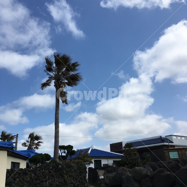 자연,야자수,하늘,sea,nature,jejuisland,beach,sky,제주도,jeju,jeju island,시골,마을,풍경,landscape,country,rural,town,plant,식물,tree,나무