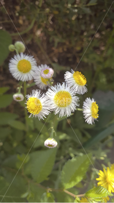 들꽃,흰꽃,풀,식물,나무,노란색,자연,흰색,꽃,flowers,yellow,green,white,weeds,wildflower,plants,nature,whiteflowers