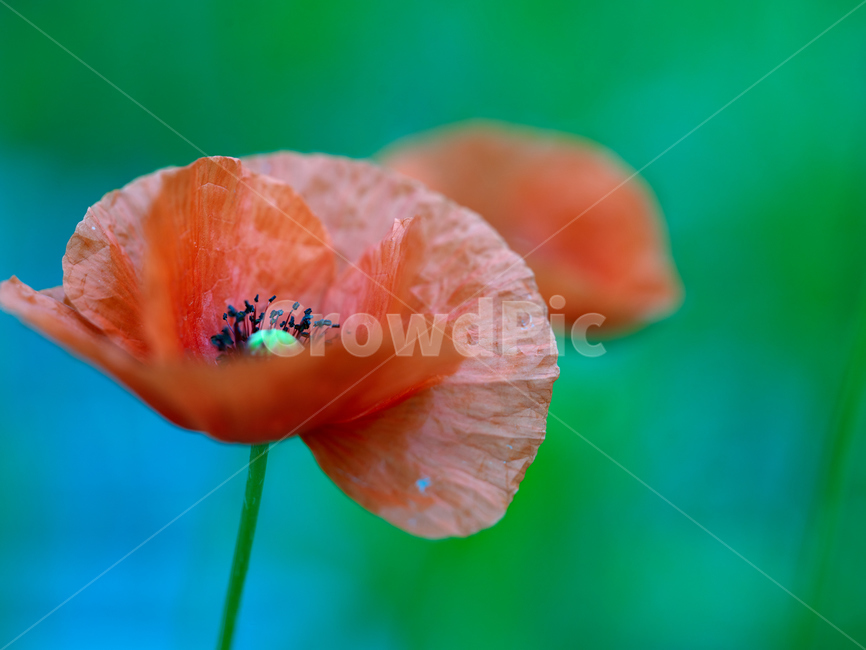 꽃양귀비,꽃,자연,flower,양귀비꽃,nature,bloom,floral,blossom
