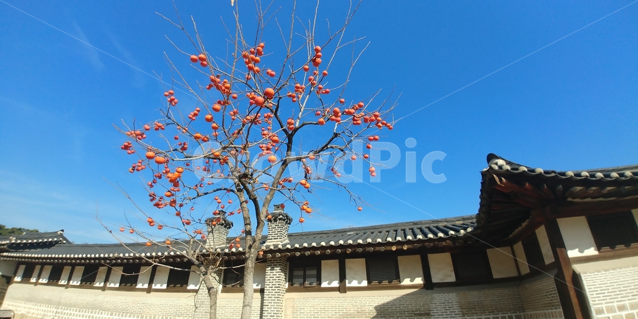 한국의미,감,기와,풍경,가을,나무,trees,wood,과일,열매,fruit