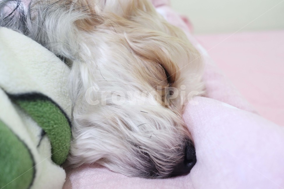 강아지,동물,애견,잠,도그,dog,개,동물,animal,포유류,mammal,개,강아지,dog,doggy