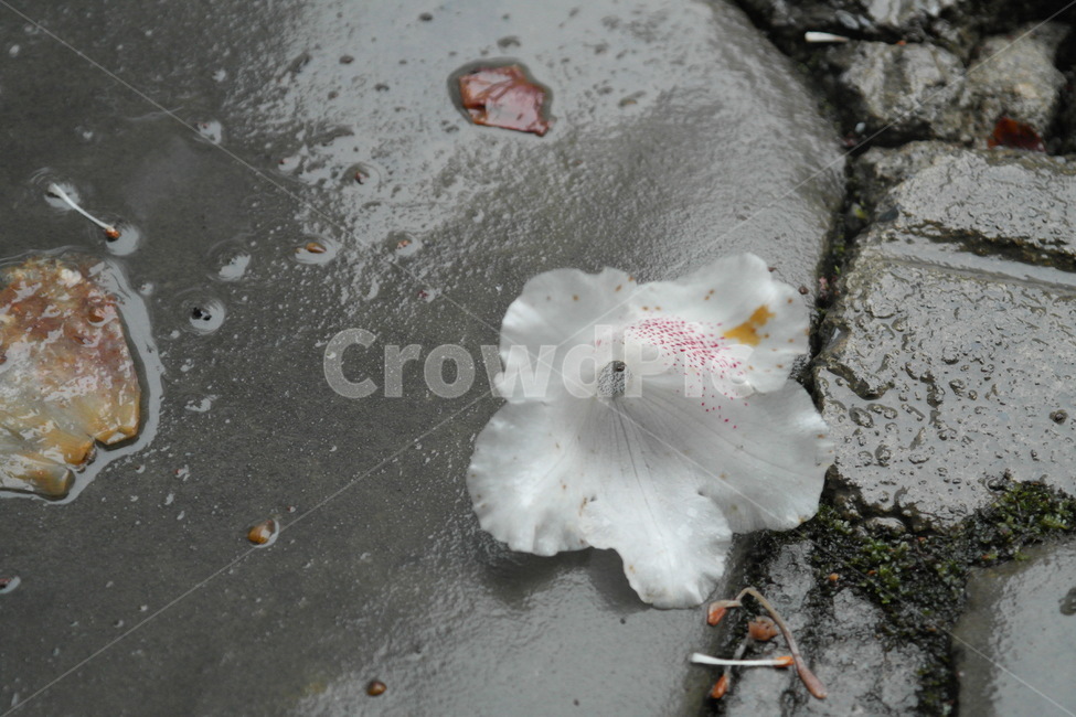 꽃,낙화,봄비,비,떨어진꽃,슬픔,상념,이별,식물,자연,plants,nature,꽃,flower