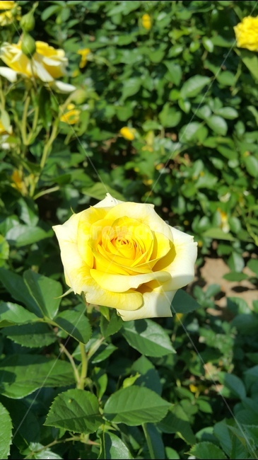 장미축제,꽃향기,장미공원,노란장미,장미꽃,식물,자연,plants,nature,꽃,flower