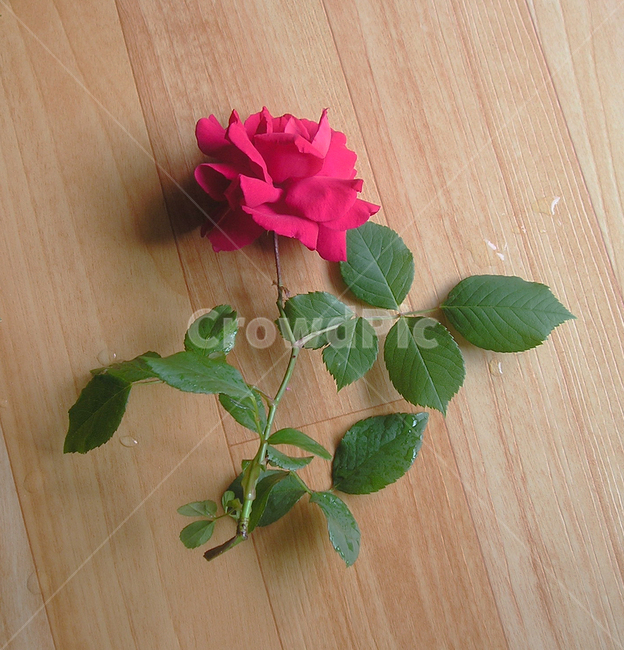 장미,꽃,나뭇잎,빨간,빨간장미,나무결,젖은,물기,flower,fose,red,5월,6월,꽃,flower