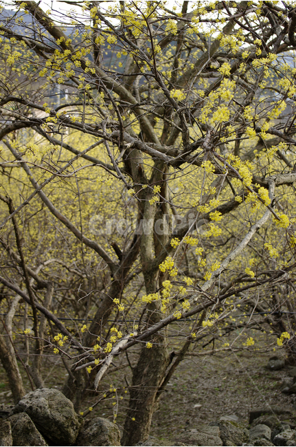 산수유,나무,꽃봉오리,봄,봄날,봄풍경,봄꽃,감성,spring,flower,봄길,산책,봄나들이,식물,꽃,봄,계절,spring,season,식물,자연,plants,nature,나무,trees,wood,tree,plant,tree trunk,나무 줄기