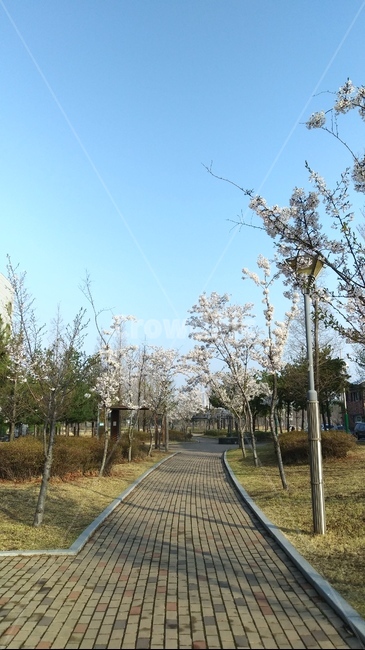 벛꽃,봄,길,spring,cherryblossoms