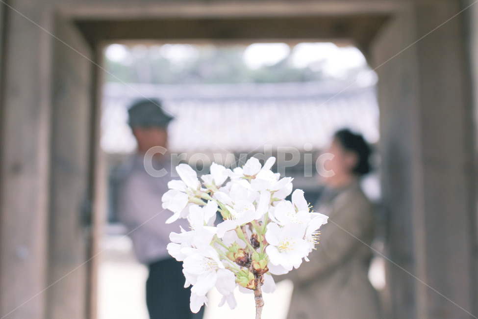 봄,벚꽃,아웃포커싱,봄날,꽃놀이,봄,계절,spring,season,식물,자연,plants,nature,꽃,flower,사람,인물,인간,human,person,연인,커플,사랑,lover,couple,인물실루엣,사람실루엣,character silhouette,human silhouette,감성,sensible,feeling,plant