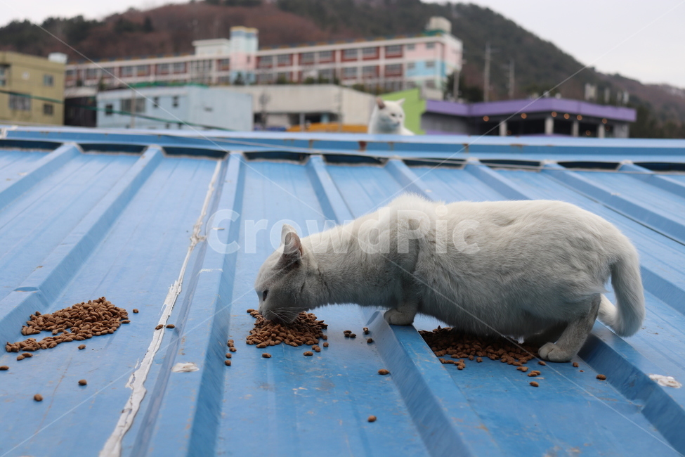 동물,고양이,길고양이,감천,길거리,골목,cat,animal,street,alley,동물,animal,포유류,mammal,고양이,cat,kitten,kitty