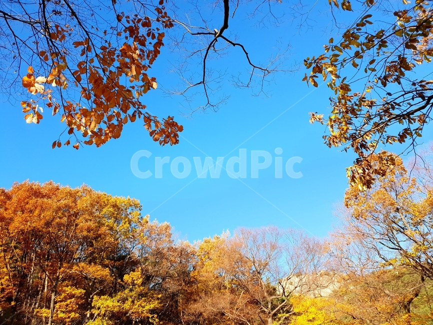 가을,단풍,하늘,풍경,나무,가을,계절,fall,autumn,season,자연,풍경,nature,landscape,tree,plant,식물,tree trunk,나무 줄기