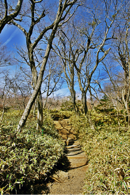 탐방로,등산로,숲,나무,한라산,조릿대,한라산국립공원,제주도,자연,등산,성판악코스