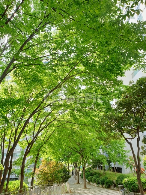 봄나무,녹색,아파트단지,나무,푸르른나무,봄길,푸른나무