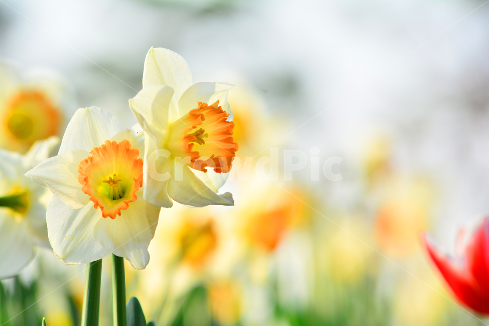 atmosphere,white flower,flowers,daffodil,In May,Spring background,bulb plant,feeling,april,spring flowers,spring,petal,white,background,season