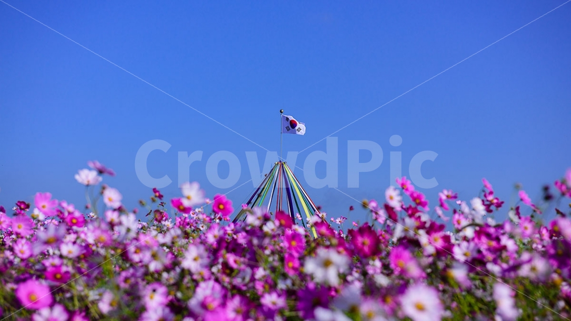자연의아름다움,가을,축제,코스모스,겨레사랑,태극기,자연,풍경,nature,landscape,가을,계절,fall,autumn,season
