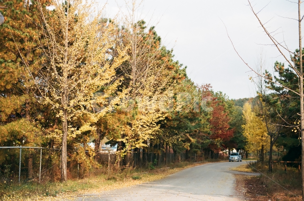 은행나무,가을,tree,나무,plant,식물