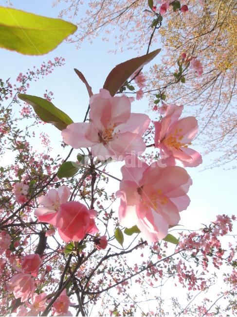 봄,벚꽃,겹벚꽃,핑크,꽃송이,그림같은,계절,자연,꽃잎,park,spring,cherryblossom,season,bloom,flower,closeup,floral,garden,petal,blossom,picturesque,sakura,pink,blooming,봄,계절,spring,season,식물,자연,plants,nature,꽃,flower,plant