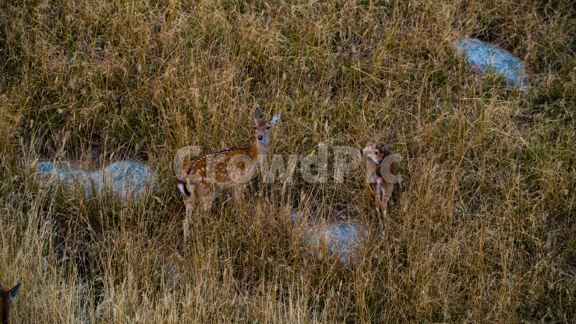 antelope,영양,animal,야생생물,wildlife,포유류,mammal,동물,동물,animal,포유류,mammal
