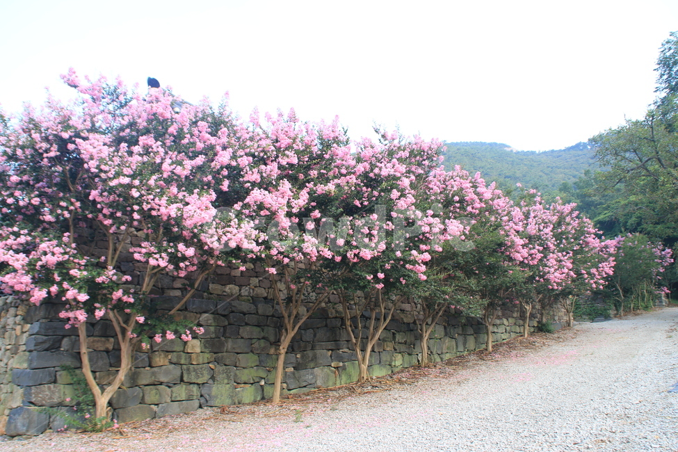 꽃,배롱꽃,길,여름,풍경