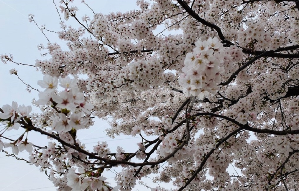 벚꽃,blossom,cherryblossom,봄,나무,꽃나무,spring,flower