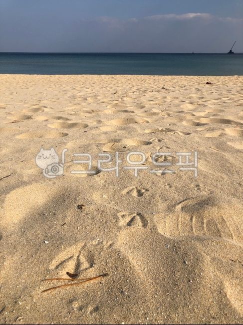 바다,모래,모래사장,갈매기,바다모래,새,새발,새발자국,발자국,모래발자국