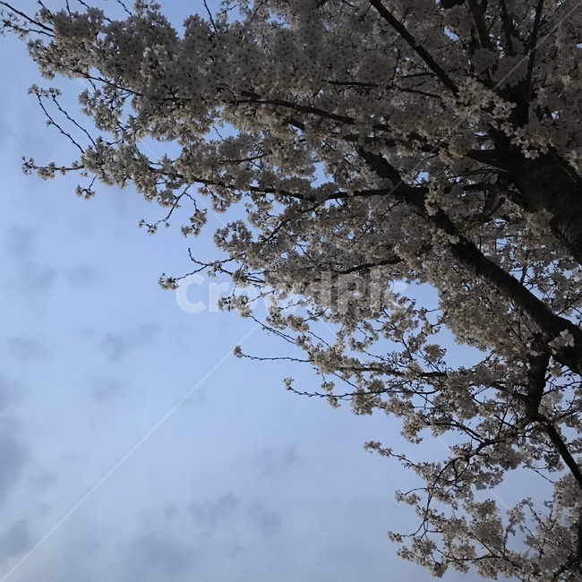 벚꽃,꽃,자연,하늘,환경,휴식,봄,계절,spring,season,식물,자연,plants,nature,나무,trees,wood,plant