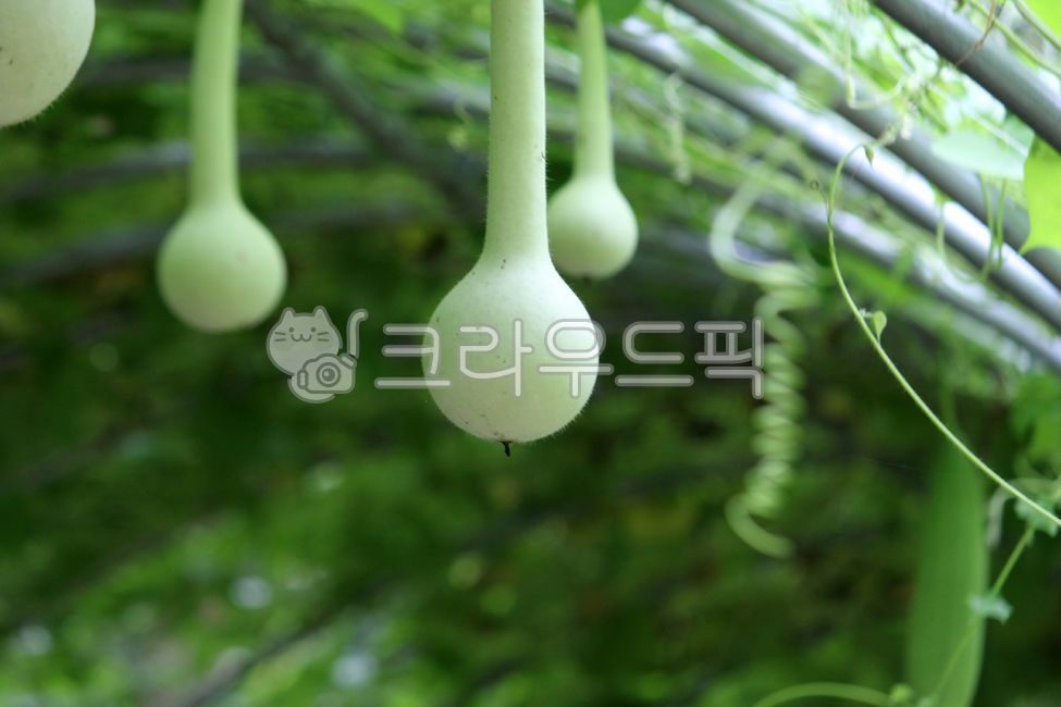 식물, plant, 열매, 박, 조롱박, 사진,이미지,일러스트,캘리그라피 - benjamin작가