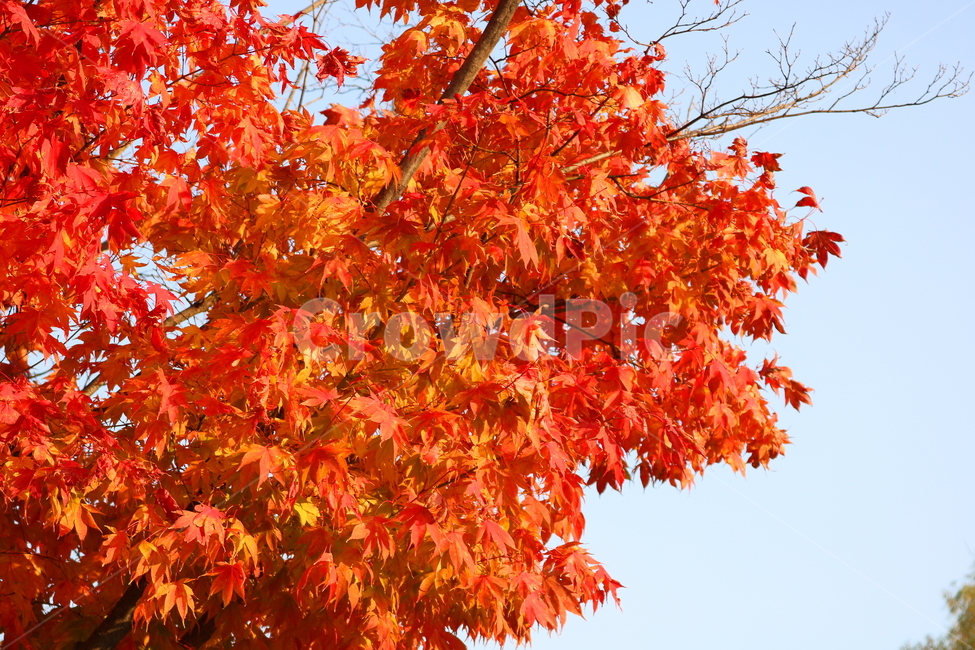 단풍,단풍나무,나무,가을,자연,가을,계절,fall,autumn,season,식물,자연,plants,nature,나무,trees,wood,leaf,잎,plant,tree,maple