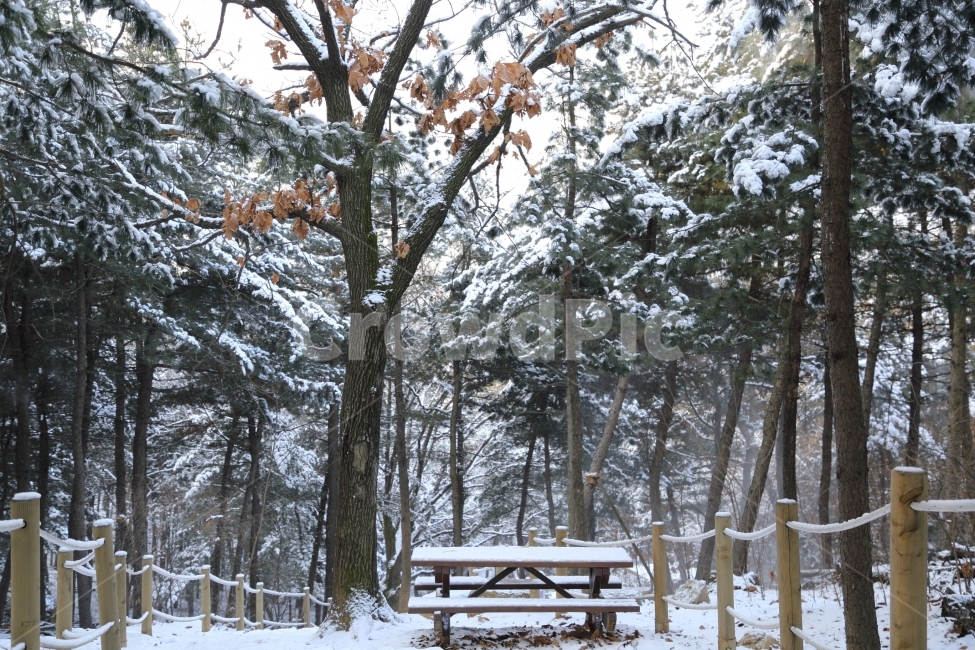 겨울,식물,산행,휴식,의자,도시락,벤치,나무,눈,겨울여행,겨울산행,겨울풍경,산,등산로,겨울,계절,winter,season,자연,풍경,nature,landscape,tree,plant,bench