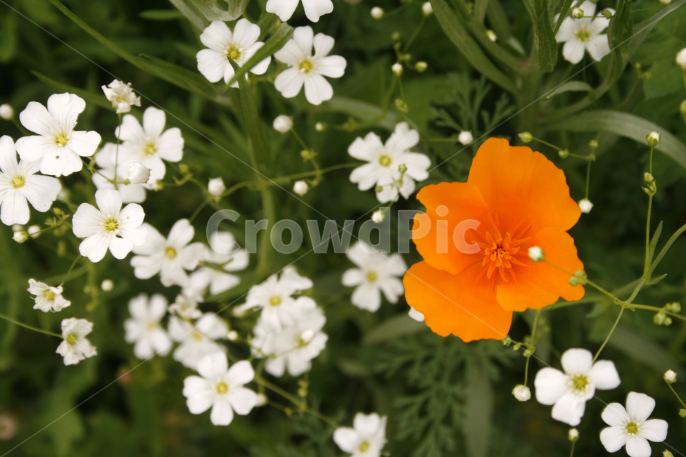 개양귀비,안개꽃,식물,flower,plants,nature,꽃,꽃봉오리,꽃밭,식물,자연,plants,nature,꽃,flower